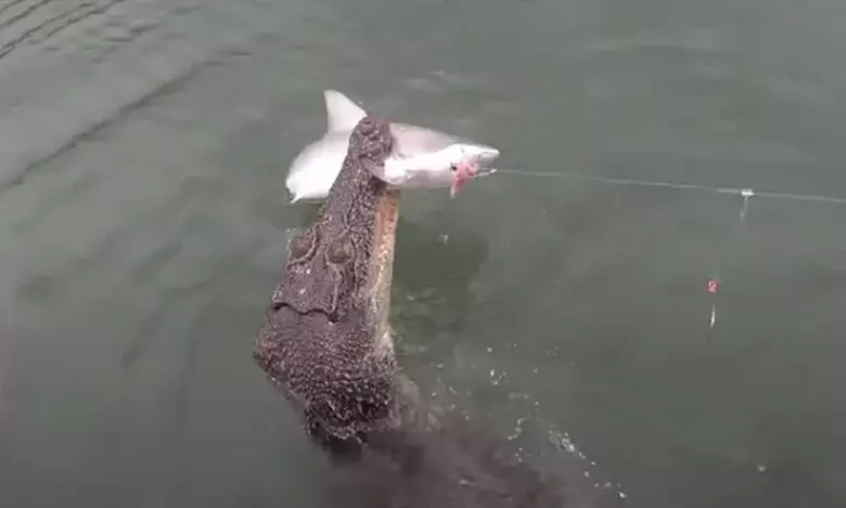 crocodile snatching shark