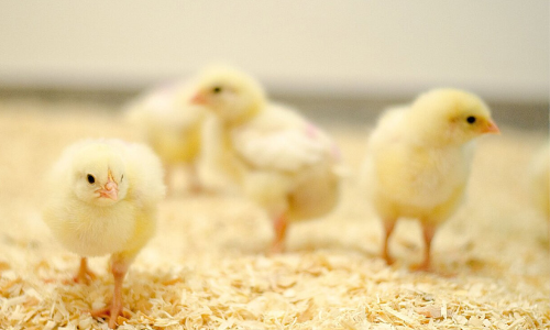 200 ഓ​ളം മു​ട്ട​ക്കോ​ഴി​ക​ളെ വ​ന്യ​ജീ​വി കൊ​ന്നൊ​ടു​ക്കി