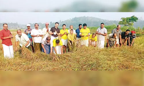 ആറിനം പുതിയ നെൽവിത്തിനങ്ങൾ പരീക്ഷിച്ചു വിജയിച്ച്​ ന്യൂജൻ കൂട്ടായ്മ