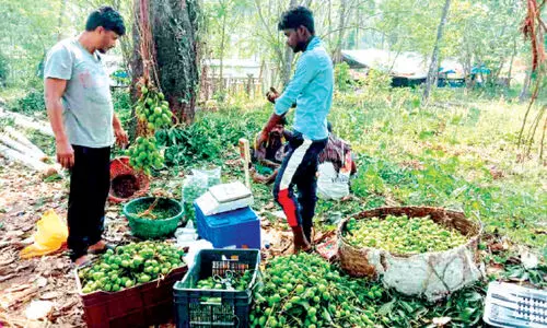 ക​ണ്ണി​മാ​ങ്ങ​ക്ക് വ​ൻ ഡി​മാ​ൻ​ഡ്​