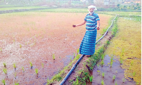 കൃഷിയിടത്തിൽ ആഫ്രിക്കൻ പായൽ;   കർഷകൻ കണ്ണീർക്കയത്തിൽ