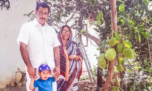 10 ft jackfruit tree