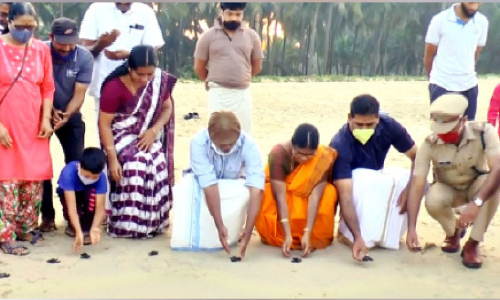 കടലാമക്കുഞ്ഞുങ്ങൾ കടലിലേക്ക്; യാ​ത്ര​യ​പ്പ്​ നൽകി നാട്​