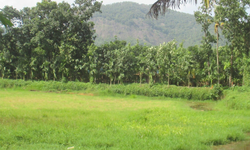 വീടുവെക്കാൻ നൽകിയത്​ ചതുപ്പ് ഭൂമി