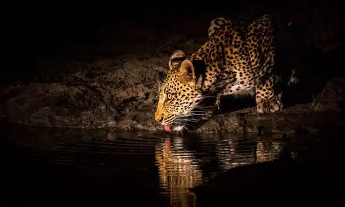 വന്യജീവി ആക്രമണം തടയാൻ 605 കോടിയുടെ പദ്ധതി