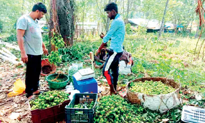 ക​ണ്ണി​മാ​ങ്ങ​ക്ക് വ​ൻ ഡി​മാ​ൻ​ഡ്​