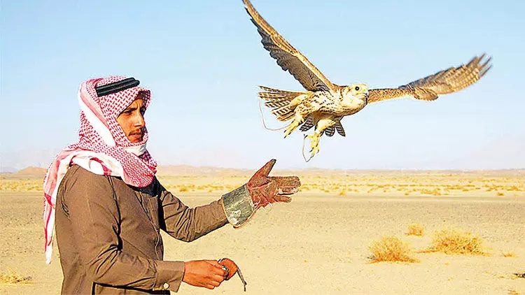 കരുതലിെൻറ ആകാശത്തേക്ക് ചിറകുവിടർത്തി ഫാൽക്കണുകൾ കരുതലിെൻറ ആകാശത്തേക്ക് ചിറകുവിടർത്തി ഫാൽക്കണുകൾ