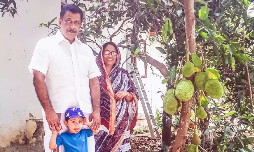 10 ft jackfruit tree