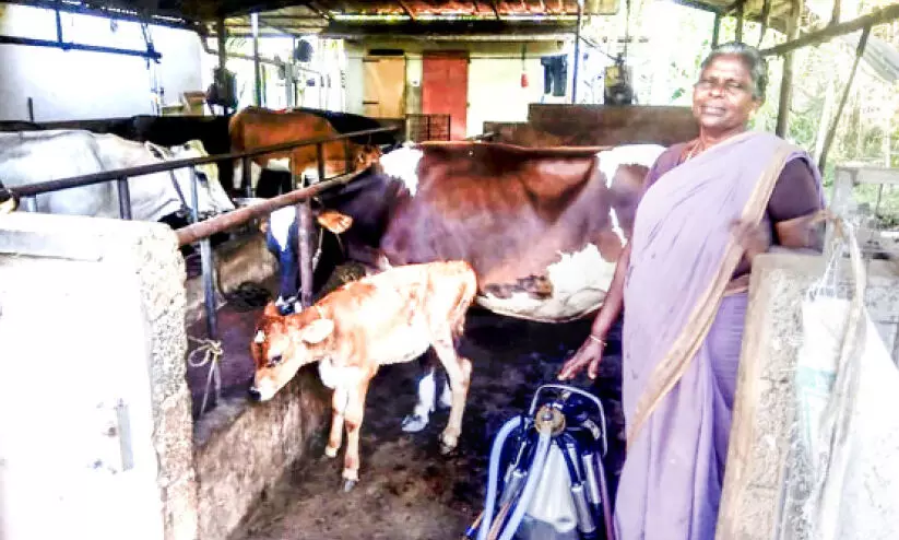 പശുവളർത്തി നേട്ടംകൊയ്ത് ലീല പശുവളർത്തി നേട്ടംകൊയ്ത് ലീല