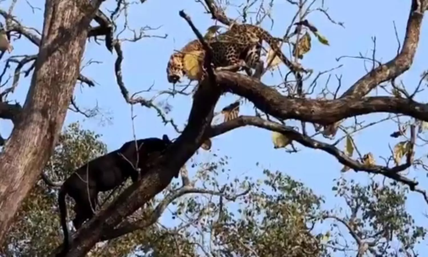 black panther and leopard