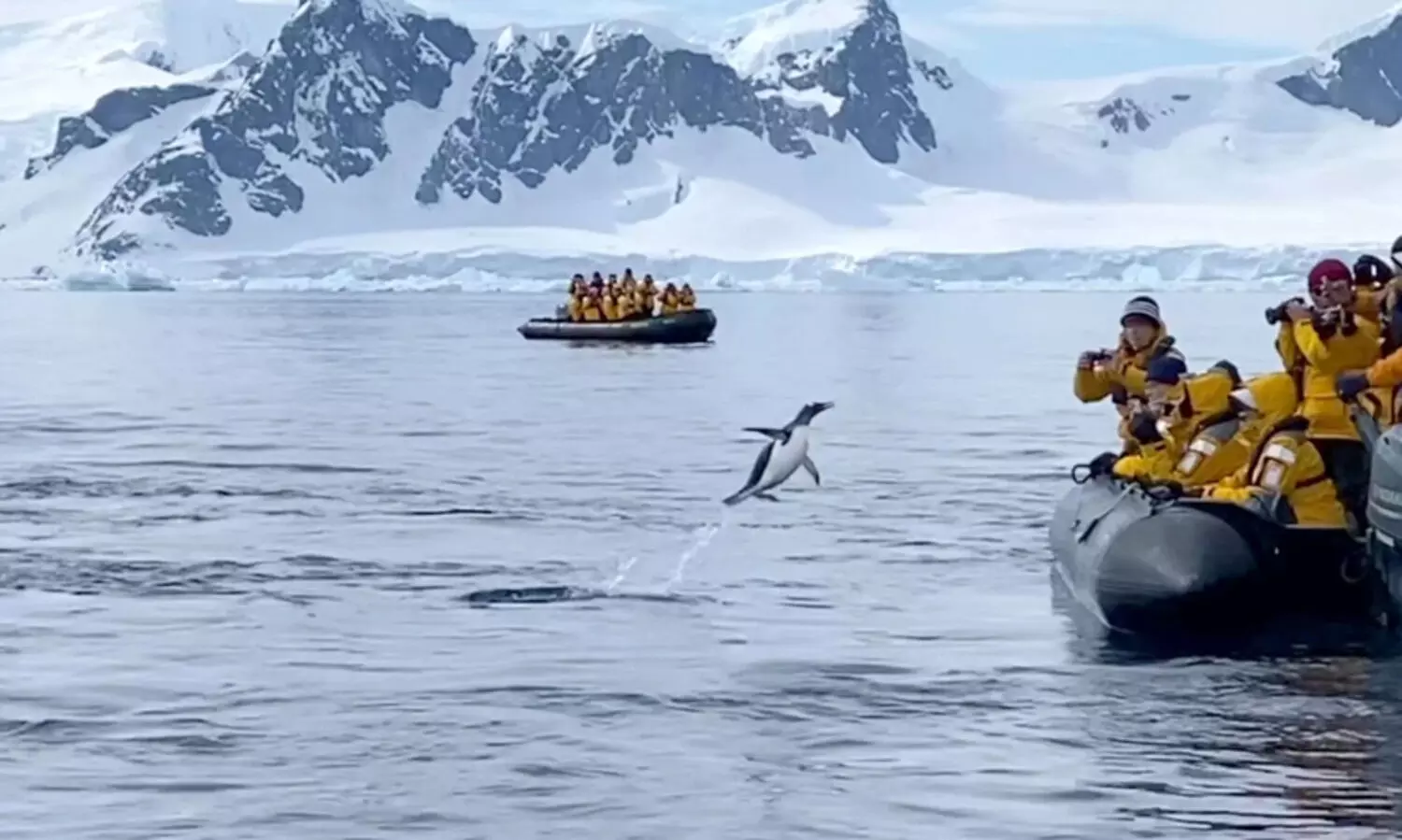 കൊലയാളി തിമിംഗലങ്ങൾ പിന്നാലെ; രക്ഷതേടി ബോട്ടിലേക്ക് ചാടിക്കയറി കുഞ്ഞു പെൻഗ്വിൻ -വിഡിയോ