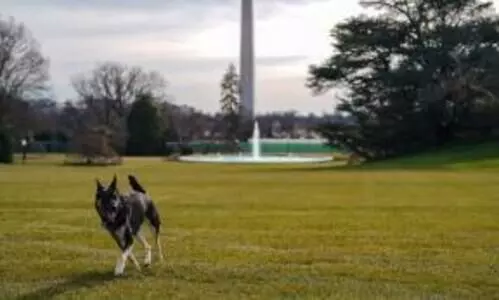 ജീവനക്കാരനെ കടിച്ചു; ബൈഡന്‍റെ പട്ടികളെ വൈറ്റ്​ഹൗസിൽനിന്ന്​നാടുകടത്തി