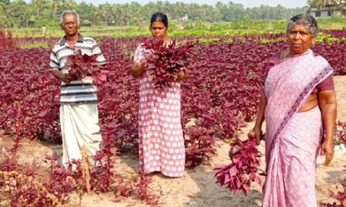 lakshmi,purushothaman,-pushpa-with-spinach