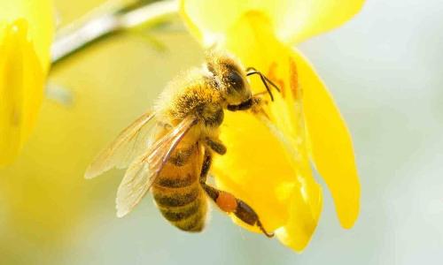 തേനീച്ചയുടെ കുത്തേറ്റ് അഞ്ചുപേര്‍ ചികിത്സ തേടി