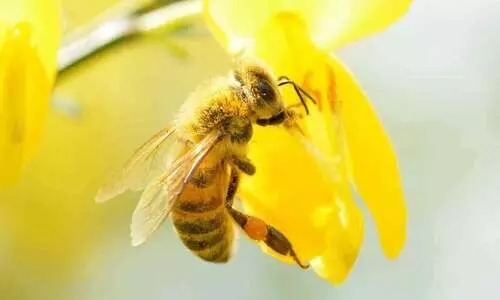 തേനീച്ചയുടെ കുത്തേറ്റ് അഞ്ചുപേര്‍ ചികിത്സ തേടി