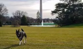 ജീവനക്കാരനെ കടിച്ചു; ബൈഡന്റെ പട്ടികളെ വൈറ്റ്ഹൗസിൽനിന്ന്നാടുകടത്തി ജീവനക്കാരനെ കടിച്ചു; ബൈഡന്റെ പട്ടികളെ വൈറ്റ്ഹൗസിൽനിന്ന്നാടുകടത്തി