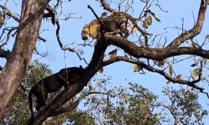 black panther and leopard