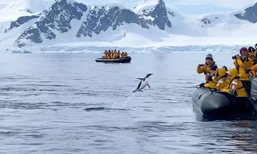 കൊലയാളി തിമിംഗലങ്ങൾ പിന്നാലെ; രക്ഷതേടി ബോട്ടിലേക്ക് ചാടിക്കയറി കുഞ്ഞു പെൻഗ്വിൻ -വിഡിയോ കൊലയാളി തിമിംഗലങ്ങൾ പിന്നാലെ; രക്ഷതേടി ബോട്ടിലേക്ക് ചാടിക്കയറി കുഞ്ഞു പെൻഗ്വിൻ -വിഡിയോ