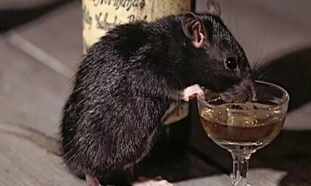 Case of missing booze! 29,000 litres of liquor