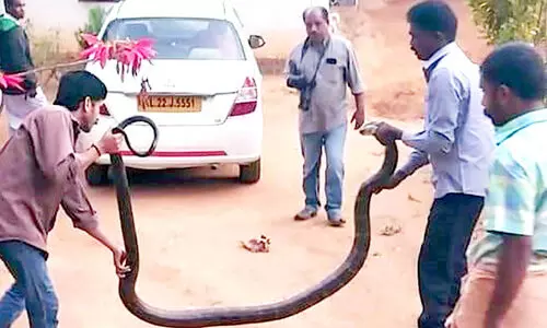 vava suresh king cobra