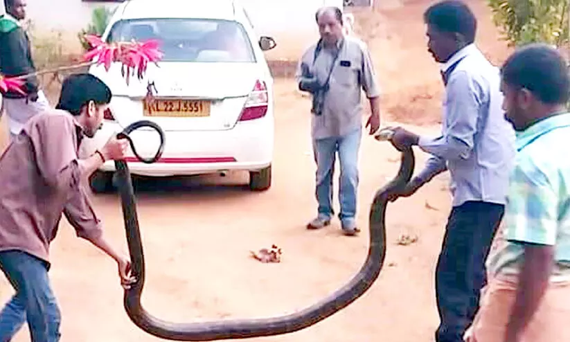 vava suresh king cobra