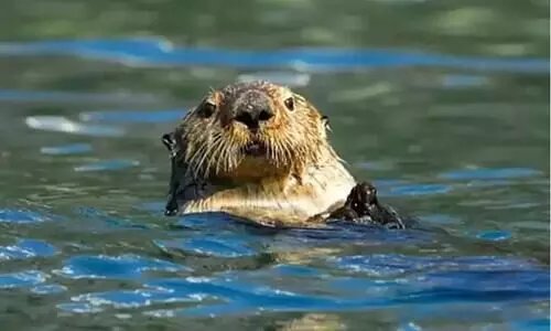 otter