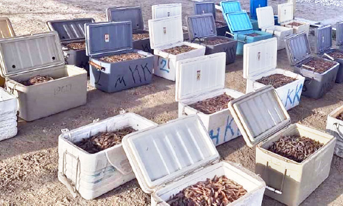 നി​രോ​ധ​നം ലം​ഘി​ച്ച്​ പി​ടി​ച്ച 850 കി​​ലോ ചെ​മ്മീ​ൻ പി​ടി​കൂ​ടി