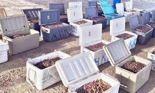 നിരോധനം ലംഘിച്ച് പിടിച്ച 850 കിലോ ചെമ്മീൻ പിടികൂടി നിരോധനം ലംഘിച്ച് പിടിച്ച 850 കിലോ ചെമ്മീൻ പിടികൂടി