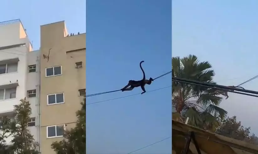 Monkeys glide across electrical wires to travel from one building to another