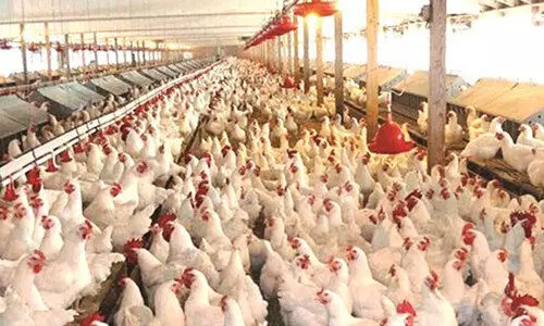 പ​ക്ഷി​പ്പ​നി:  വ​ഫ്ര​യി​ൽ ആ​യി​ര​ക്ക​ണ​ക്കി​ന്​   പ​ക്ഷി​ക​ളെ കൊ​ന്നു