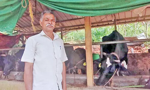 സ​മ്മി​ശ്ര കൃ​ഷി​യി​ൽ ജ​ന​പ്ര​തി​നി​ധി​യു​ടെ വി​ജ​യ​ഗാ​ഥ