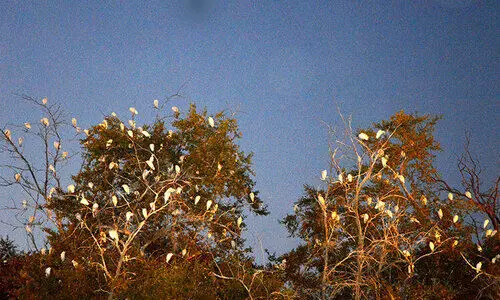 ആ​യി​രം കൊ​റ്റി​ക​ളു​ടെ വീ​ടാ​ണീ മ​രം