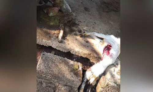 കിളിമാനൂർ കടലുകാണിയിലും പുലിയിറങ്ങിയെന്ന്;   രണ്ട് ആടുകൾ ചത്ത നിലയിൽ