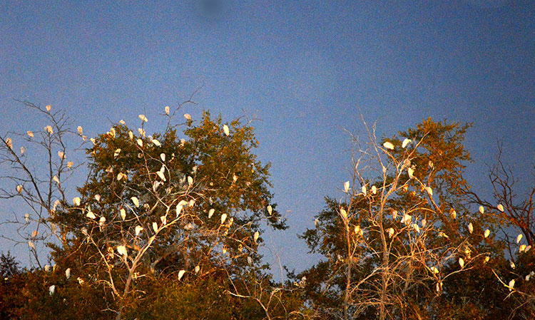 ആയിരം കൊറ്റികളുടെ വീടാണീ മരം ആയിരം കൊറ്റികളുടെ വീടാണീ മരം