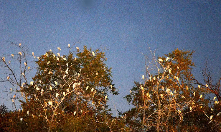 ആ​യി​രം കൊ​റ്റി​ക​ളു​ടെ വീ​ടാ​ണീ മ​രം