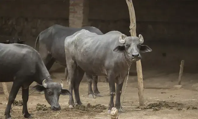 representational image