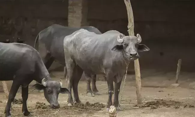 representational image