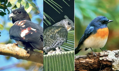 kinnari prapparunthu, Wild owl, neelachemban patta pidiyan