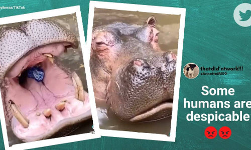 ഹിപ്പോയുടെ വായിലേക്ക്​ പ്ലാസ്റ്റിക്​ കുപ്പിയും മാലിന്യങ്ങളും എറിഞ്ഞു; വിഡിയോ വൈറലായതോടെ മാപ്പ്​ പറഞ്ഞ്​ സ്​ത്രീ