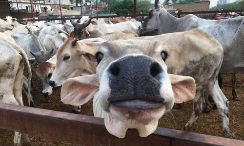 കർണാടകയിൽ ഗോമൂത്ര- ചാണക ഗവേഷണ കേന്ദ്രം വരുന്നു