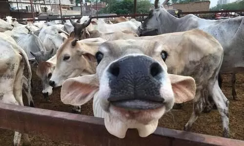 കർണാടകയിൽ ഗോമൂത്ര- ചാണക ഗവേഷണ കേന്ദ്രം വരുന്നു കർണാടകയിൽ ഗോമൂത്ര- ചാണക ഗവേഷണ കേന്ദ്രം വരുന്നു