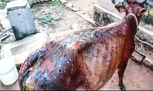 മേയാൻ വിടുന്ന കാലികള്‍ക്കുനേരെ ആസിഡ് ആക്രമണം