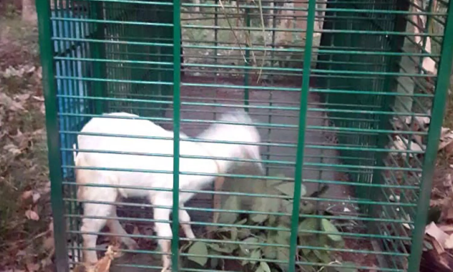 പുലിയെ പിടിക്കാൻ കൂടുകൾ സ്ഥാപിച്ച് വനം വകുപ്പ്