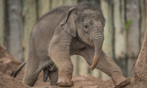 baby elephant