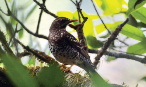 ആറളത്ത്​ കൊഴിക്കിളിയെ കണ്ടെത്തി