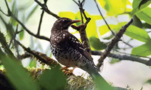 ആറളത്ത്​ കൊഴിക്കിളിയെ കണ്ടെത്തി