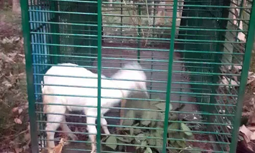 പുലിയെ പിടിക്കാൻ കൂടുകൾ സ്ഥാപിച്ച് വനം വകുപ്പ്