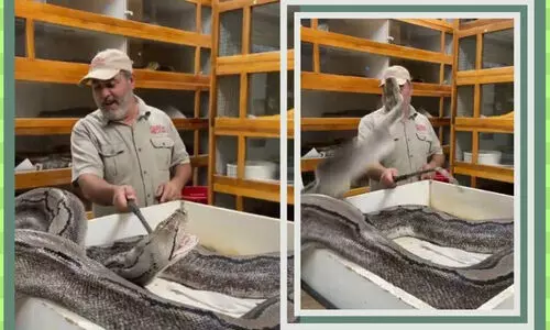 ഇൻസ്റ്റഗ്രാം ലൈവിനിടെ കണ്ണുതെറ്റിയ നിമിഷം, ചീറിയടുത്ത് പെരുമ്പാമ്പ്; ഞെട്ടിക്കുന്ന വിഡിയോ