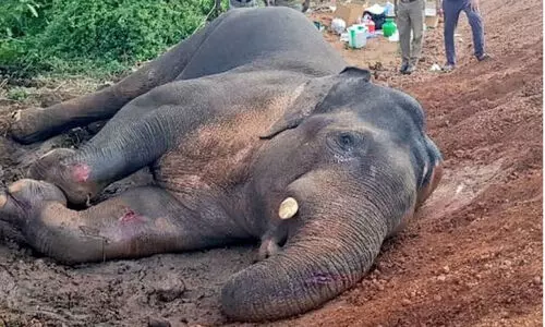 Elephant in critical condition