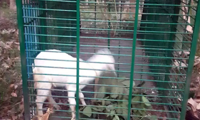 പുലിയെ പിടിക്കാൻ കൂടുകൾ സ്ഥാപിച്ച് വനം വകുപ്പ്